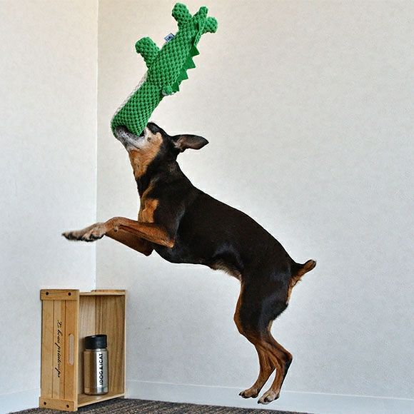 【 犬 おもちゃ 】iDog ワニ 鳴き笛入り アイドッグ