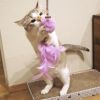 【 猫 おもちゃ 】iCat パステルふわもこじゃらし アイキャット