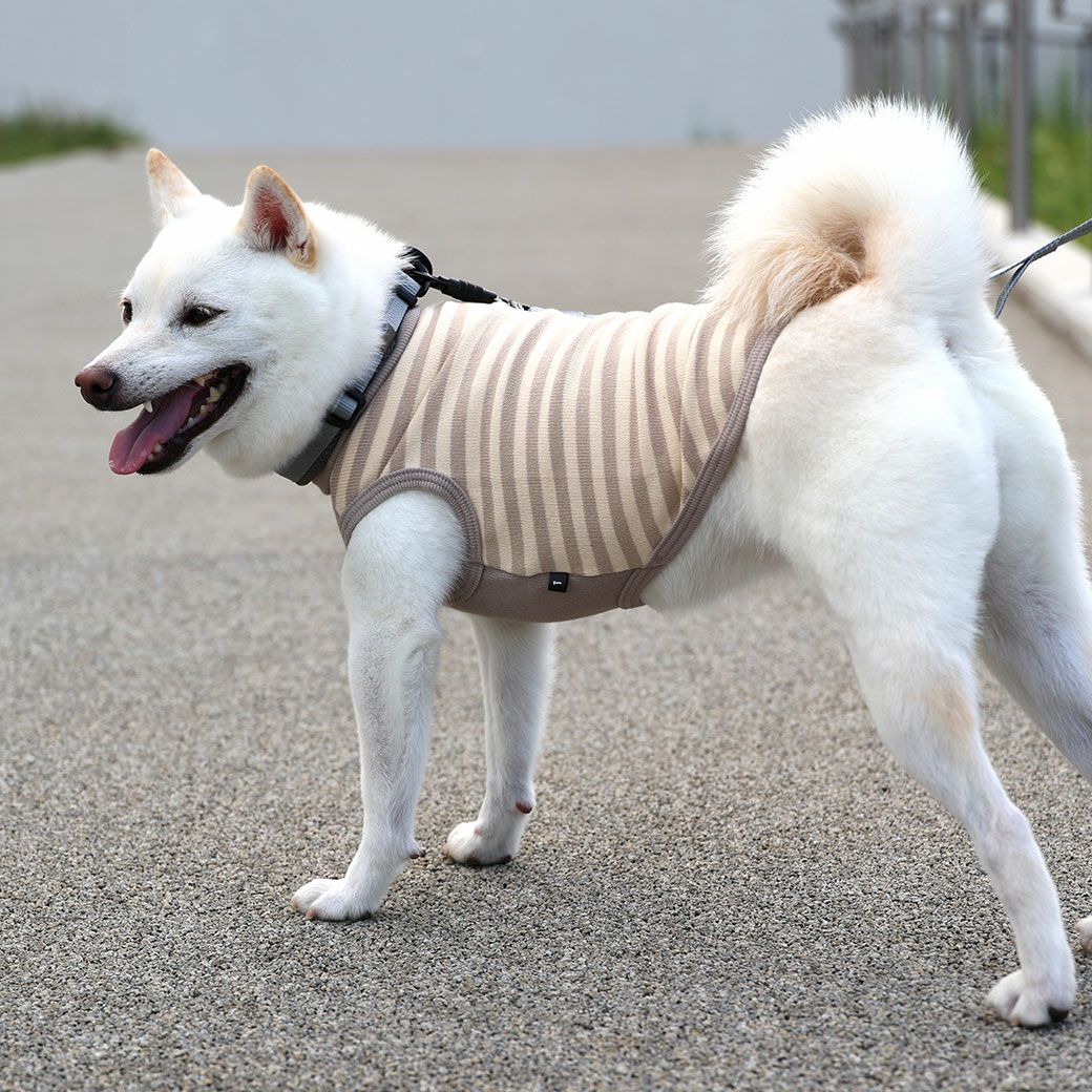 愛犬の着心地最優先