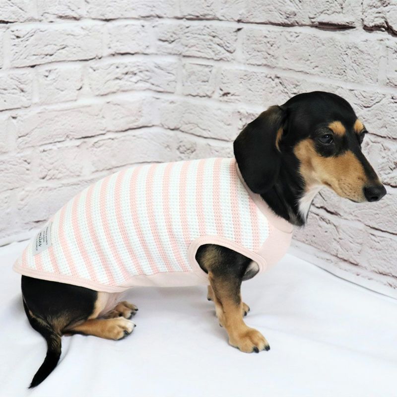 iDog リブ切替ボーダータンク アイドッグ-犬猫ペット用品通販