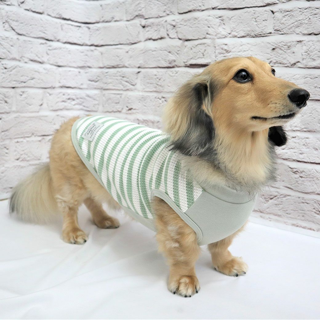 ミニチュアダックス7.7kg(首31/胴46.5/丈33cm)のそらくんはグリーン24のDLを着用