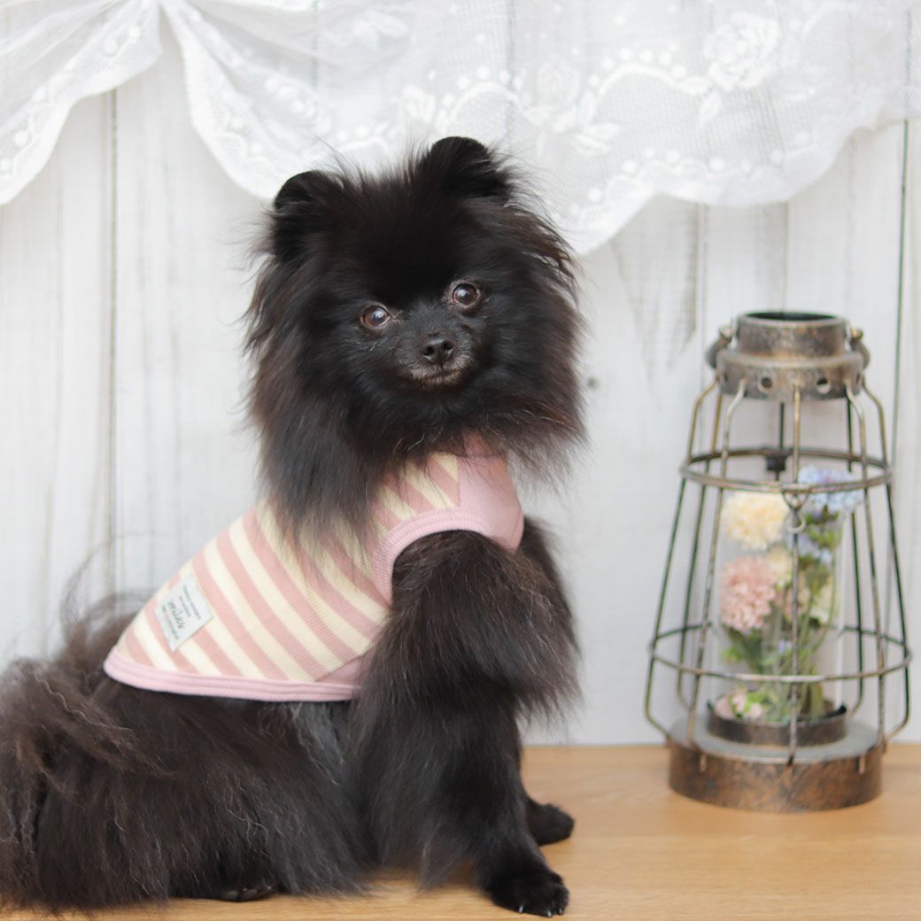 ポメラニアン2.4kg(首19/胴30/丈26cm)のはちみつちゃんはピンクラベンダー25のSを着用