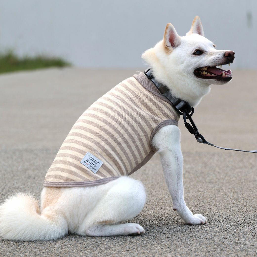 豆柴6.0kg(首31/胴45/丈33cm)のラテちゃんはグレージュ25のLを着用