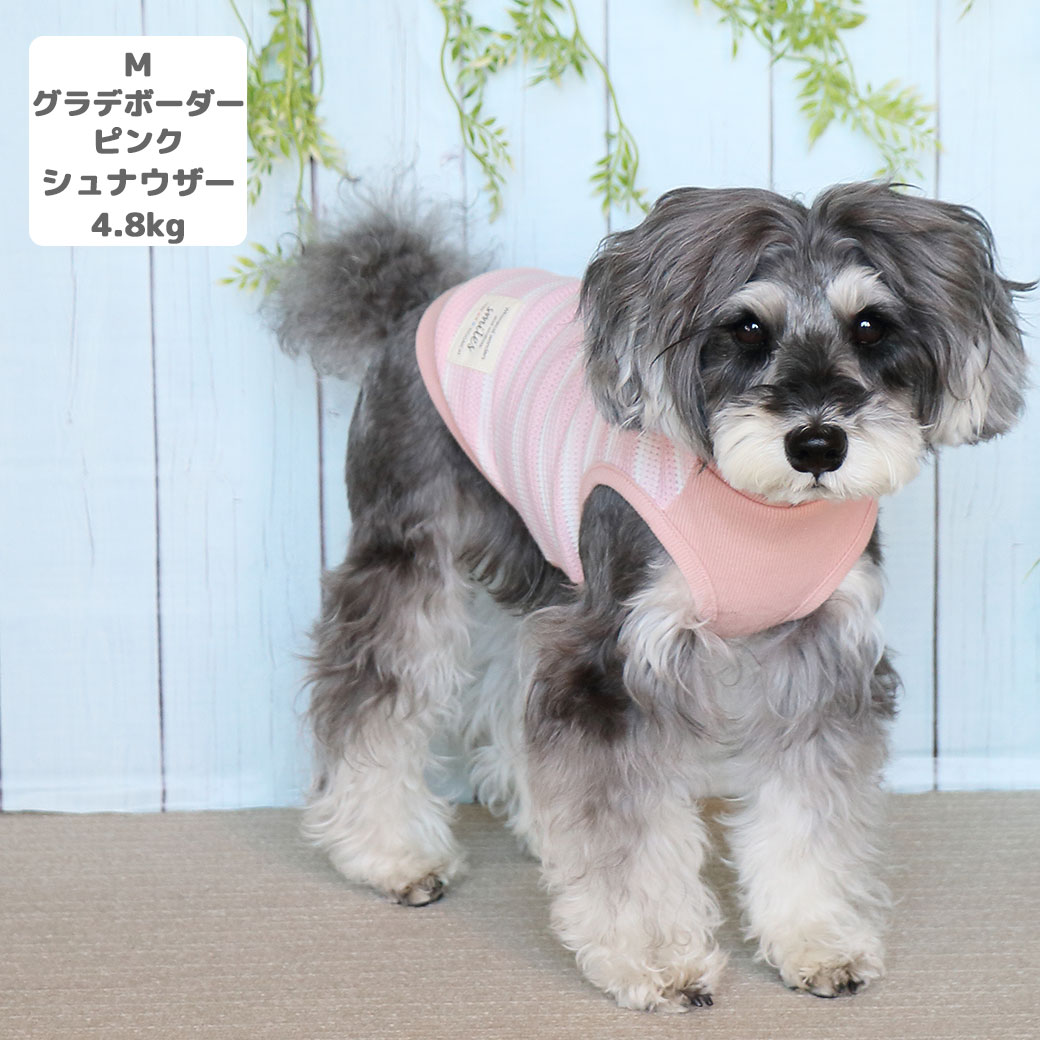 ポメラニアン2.4kg(首19/胴30/丈26cm)のはちみつちゃんはグラデボーダーライラックのSを着用