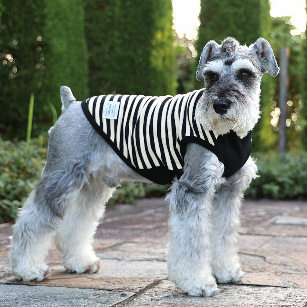 ミニチュアシュナウザー8.0kg(首30/胴48/丈37cm)のマハロくんはブラック25のXLを着用