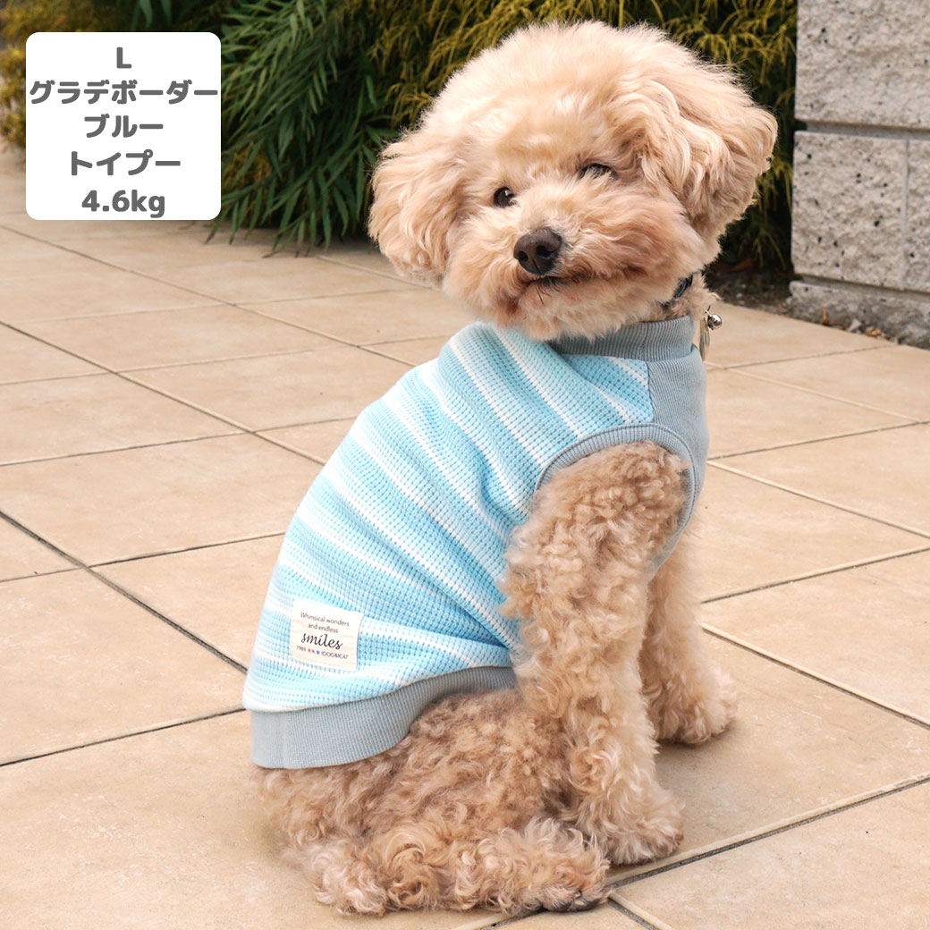 チワワ2.1kg(首19.5/胴30.5/丈22cm)の玉青ちゃんはグラデボーダーグリーンのSを着用