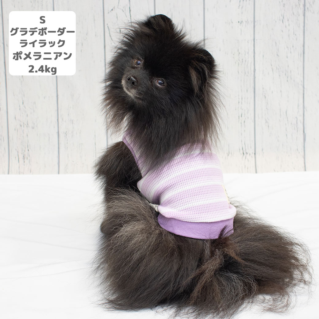 コーギー10.6kg(首36/胴51/丈37cm)のラテちゃんはグラデボーダーイエローのXXLを着用