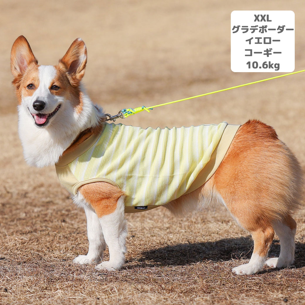 チワワ1.7kg(首19/胴28.5/丈21cm)の小桃ちゃんはグラデボーダーグリーンのSを着用