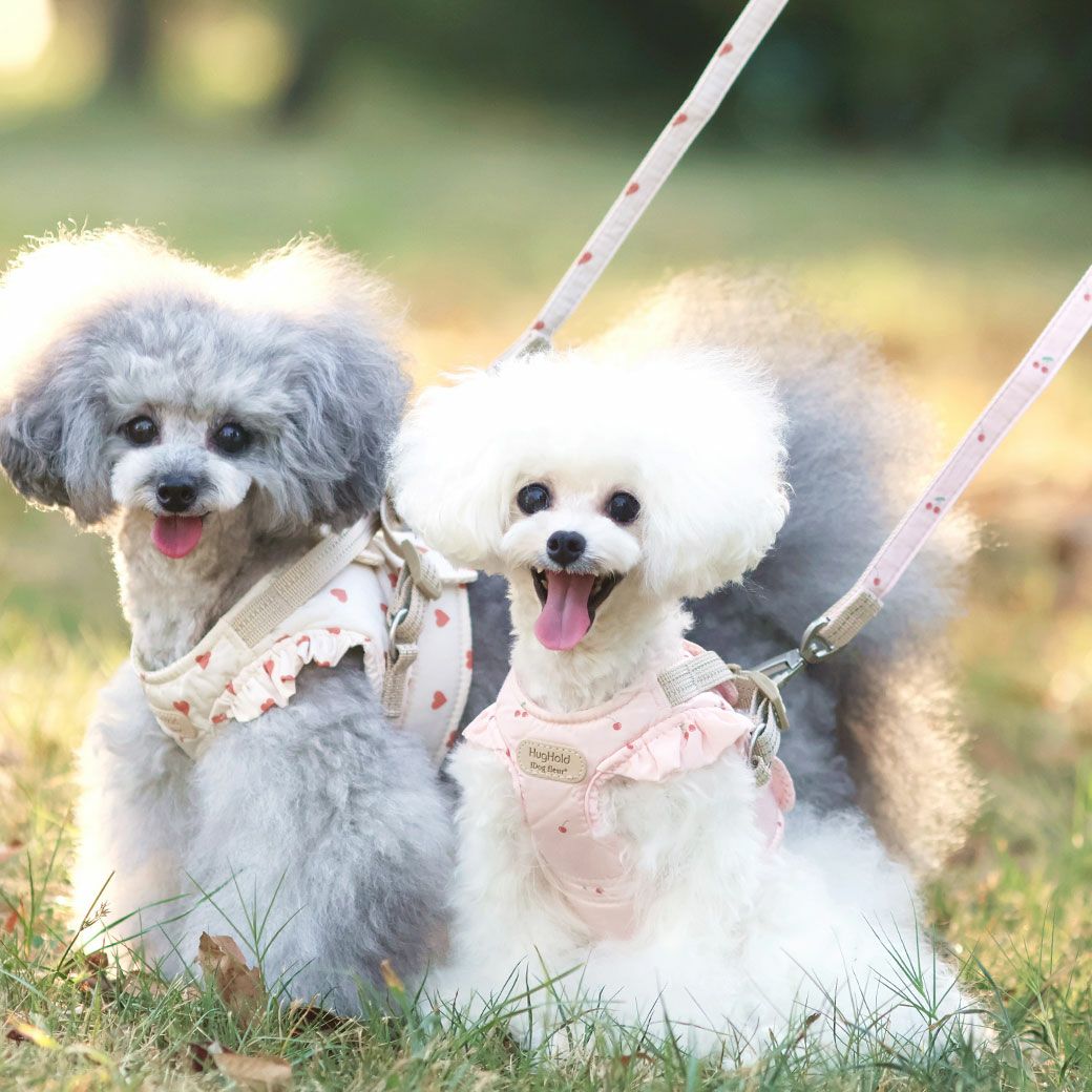 トイプー2.3kg(首18/胴31/丈24cm)のメルシーちゃんはハートのSを着用、トイプー1.2kg(首16/胴28/丈18cm)のミルルちゃんはチェリーのXSを着用