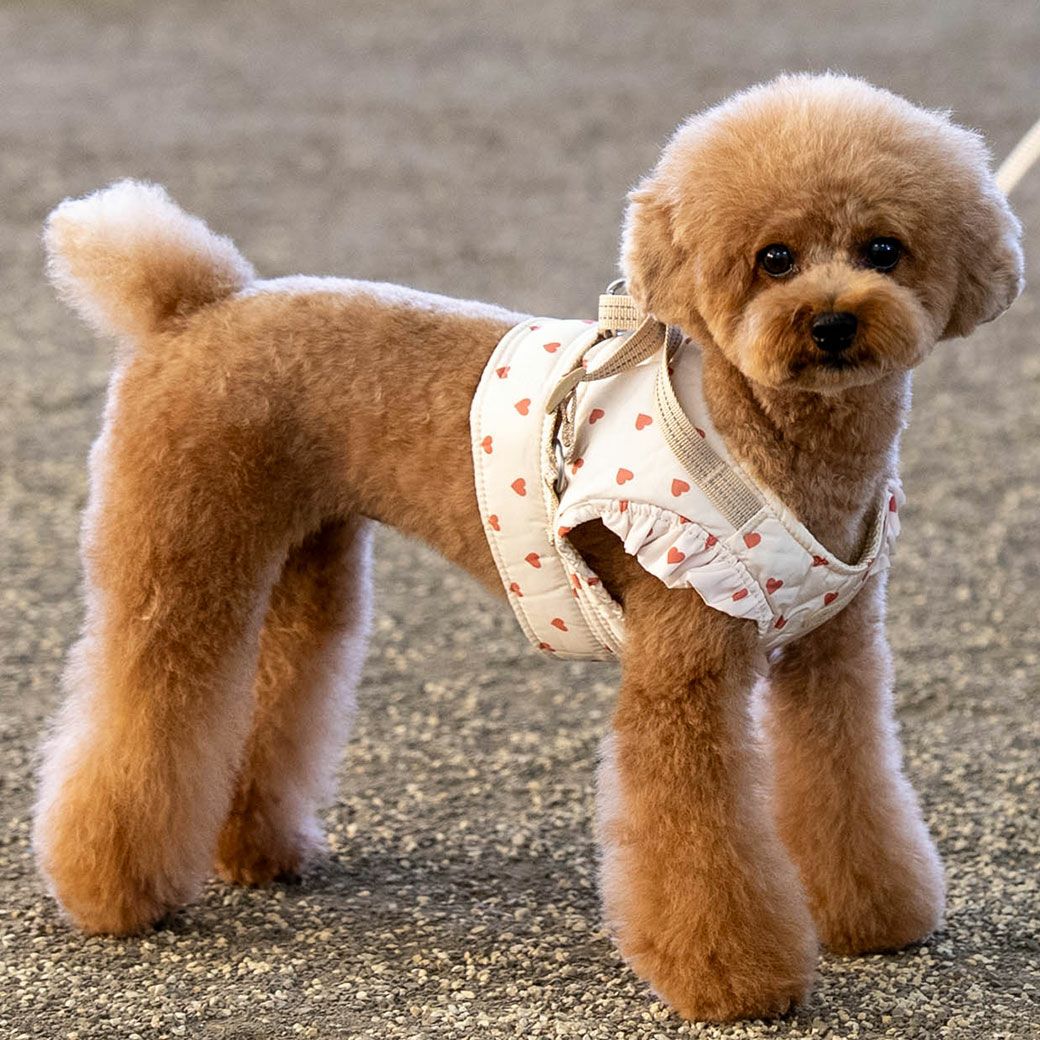 トイプードル4.5kg(首26/胴40.5/丈30cm)の里梨衣ちゃんはハートのLを着用