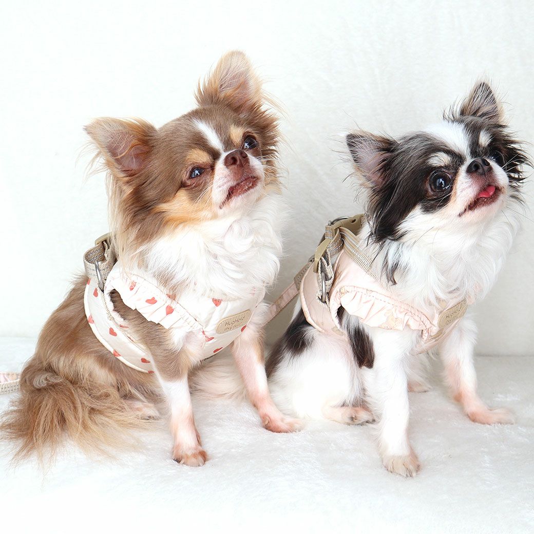 チワワ2.1kg(首19.5/胴30.5/丈22cm)の玉青ちゃんはハートのSを着用チワワ1.7kg(首18/胴27.5/丈18cm)の小真知ちゃんはくまのXSを着用