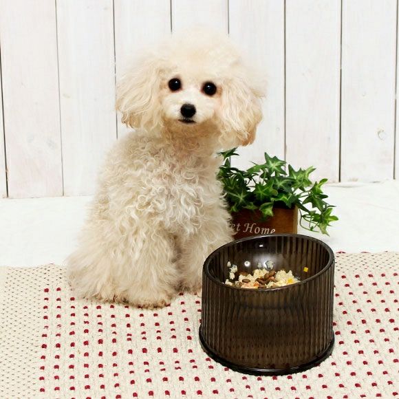 「かわいい～！」 iDog＆iCat本店】IDOG&ICAT LAULE'A コンフォート クリアフード 置物