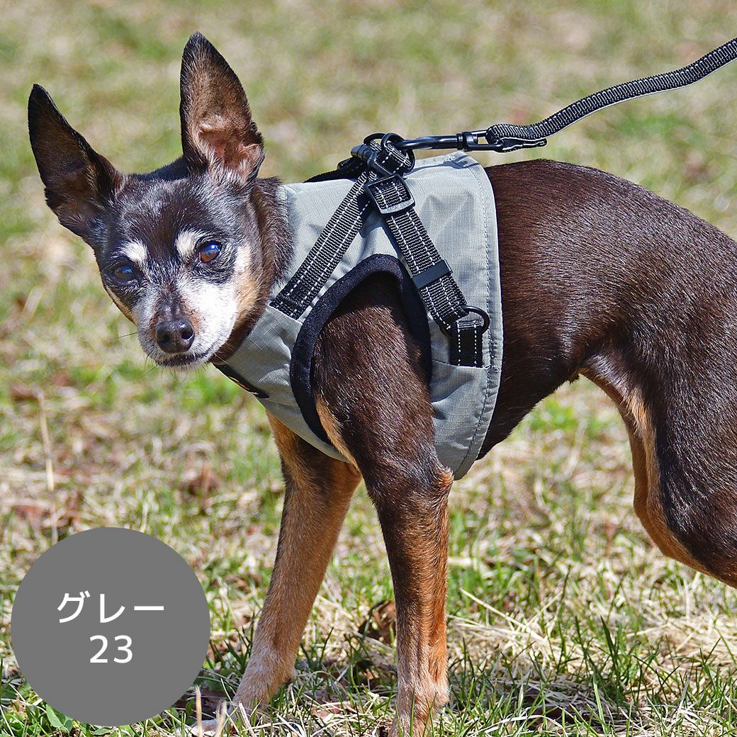 ミニピン3.7kg(首22/胴39/丈30cm)のバジルちゃんはグレー23のMを着用