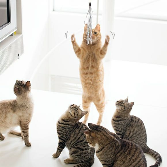 【 猫 おもちゃ 】iCat FLYING CAT 釣りざお猫じゃらし グリッターテープ