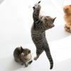 【 猫 おもちゃ 】iCat FLYING CAT 釣りざお猫じゃらし グリッターテープ