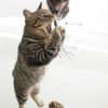 【 猫 おもちゃ 】iCat FLYING CAT 釣りざお猫じゃらし グリッターテープ