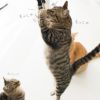 【 猫 おもちゃ 】iCat FLYING CAT 釣りざお猫じゃらし グリッターテープ