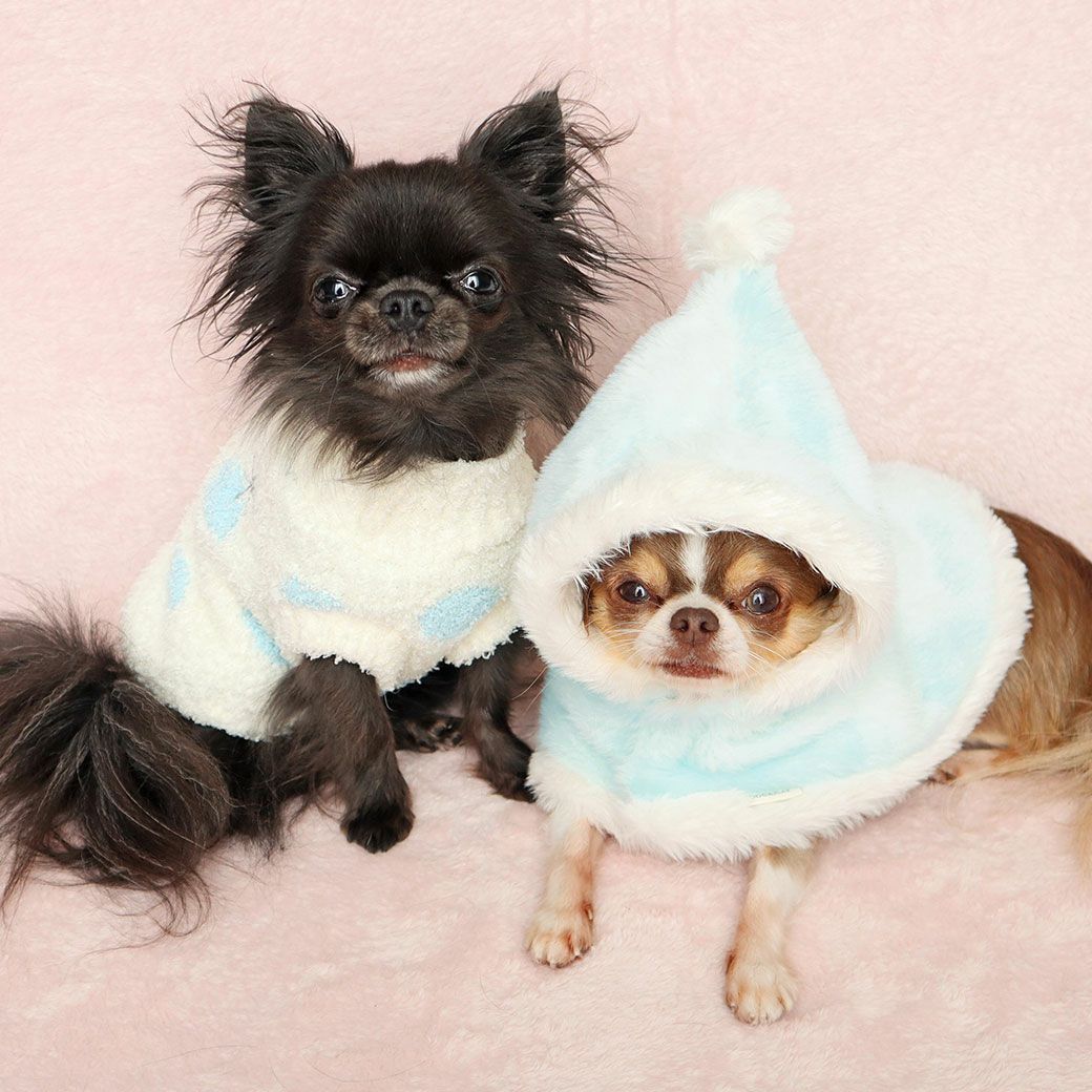 チワワ2.1kg(首19.5/胴30.5/丈22cm)の玉青ちゃん、チワワ1.7kg(首19/胴28.5/丈21cm)の小桃ちゃんはBブルーセットのSを着用