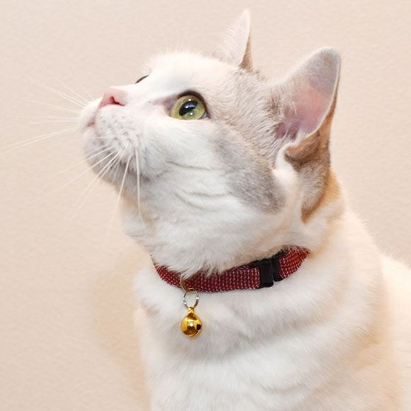 【 猫 首輪 安全 】iCat カジュアルカラー 反射織紐 アイキャット メール便OK