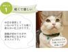 【 猫 首輪 安全 】iCat カジュアルカラー ふんわり織紐 アイキャット メール便OK