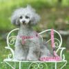 【 犬 ハーネス 】iDog ワンタッチハーネス ふんわり織紐 アイドッグ メール便OK