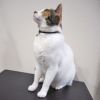 【 猫 首輪 安全 】iCat キティカラーのびのびレース アイキャット メール便OK