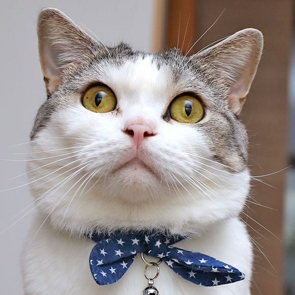 【 猫 首輪 安全 】iCat moscape ラブリーカラー 結びリボン 防虫 アイキャット メール便OK