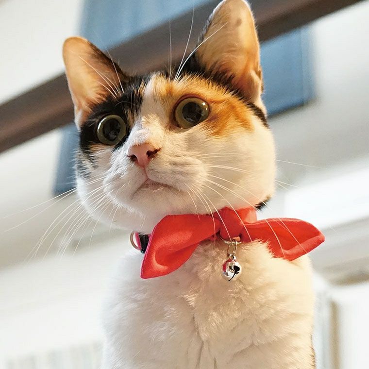 【 猫 首輪 安全 】iCat moscape キティカラー 結びリボン×無地 防虫 メール便OK