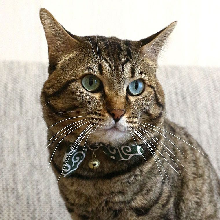 唐草模様が日本のにゃんこにぴったり