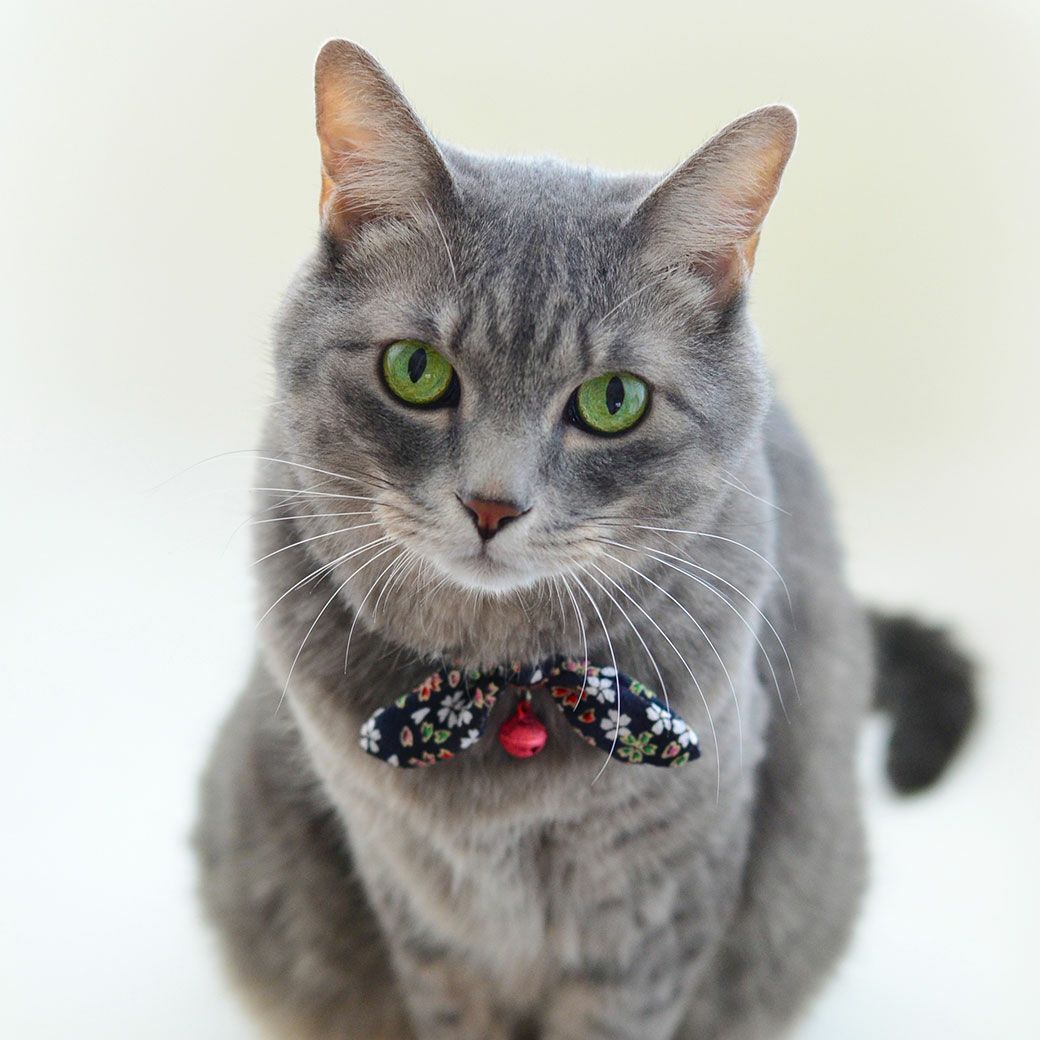 MIX4.0kgの六花ちゃんは桜黒色を着用