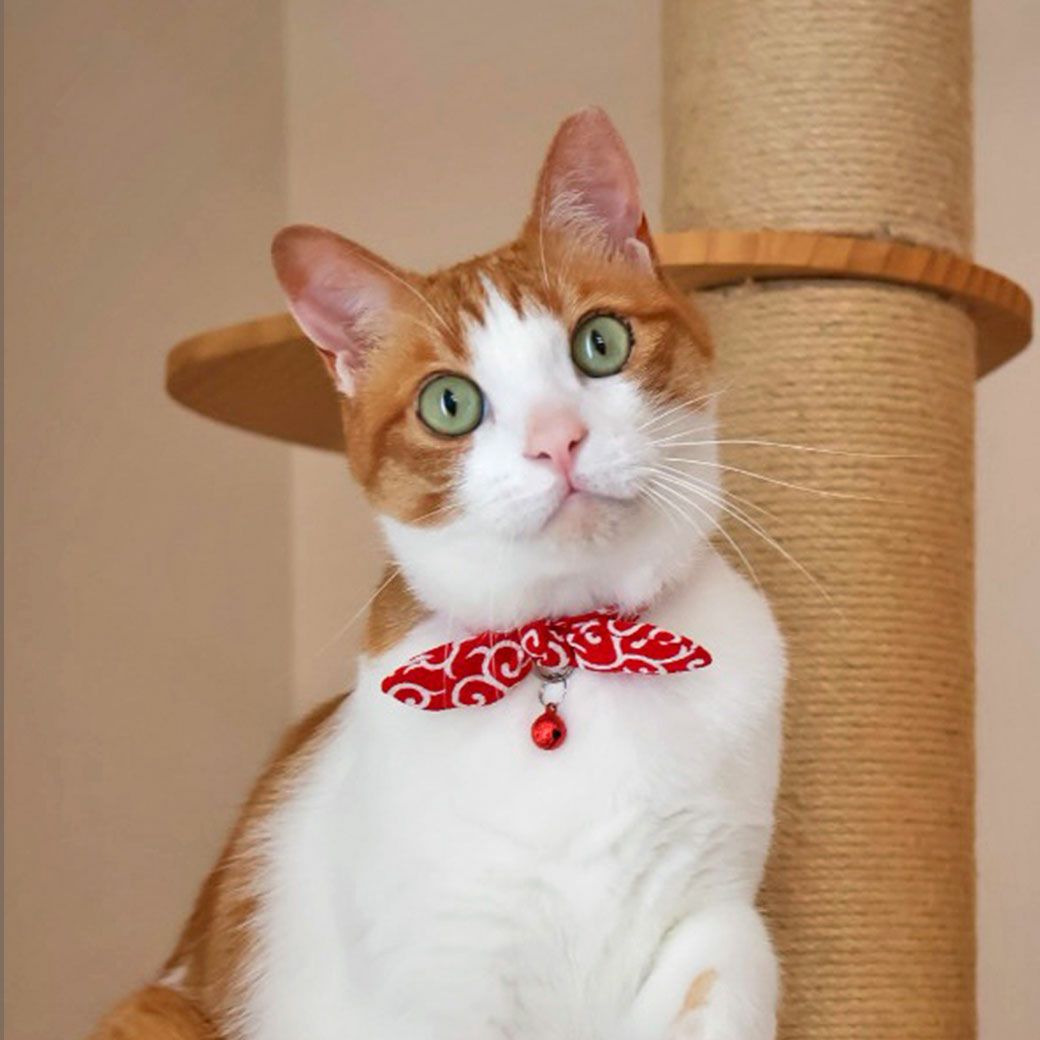 MIX5.8kgの樂くんは唐草あかを着用