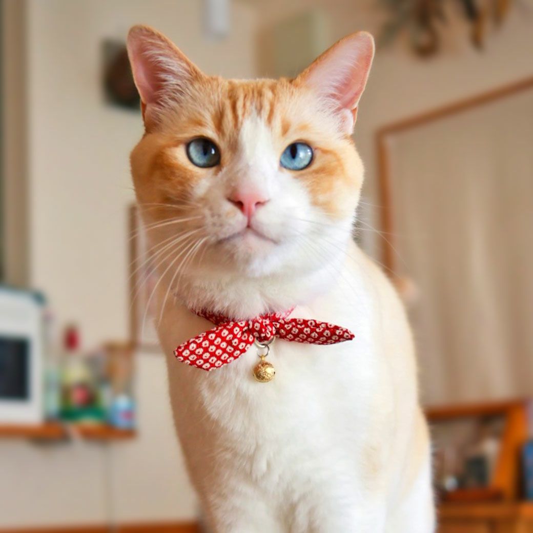 MIX6.2kgの雅くんは鹿の子絞りを着用