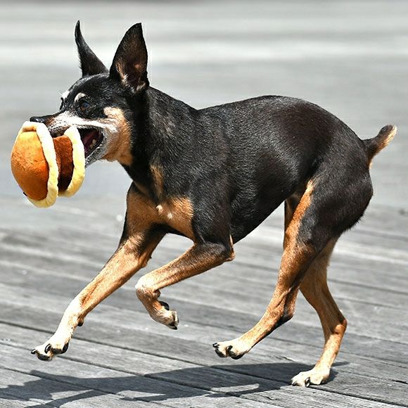 【 犬 おもちゃ 】iDog もっちりどらやき 鳴き笛入り アイドッグ
