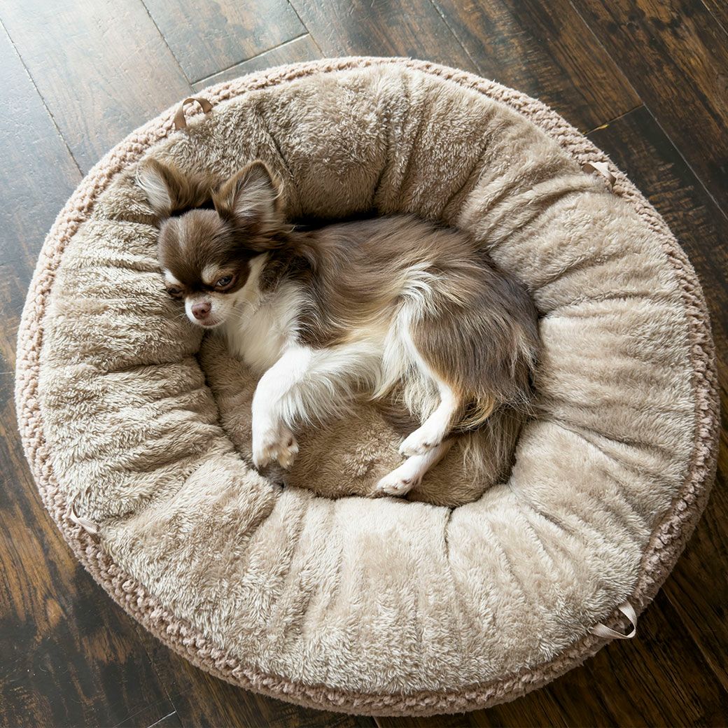 チワワ2.1kg(首19.5/胴30/丈30cm)のオリーブくんはカフェオレを使用