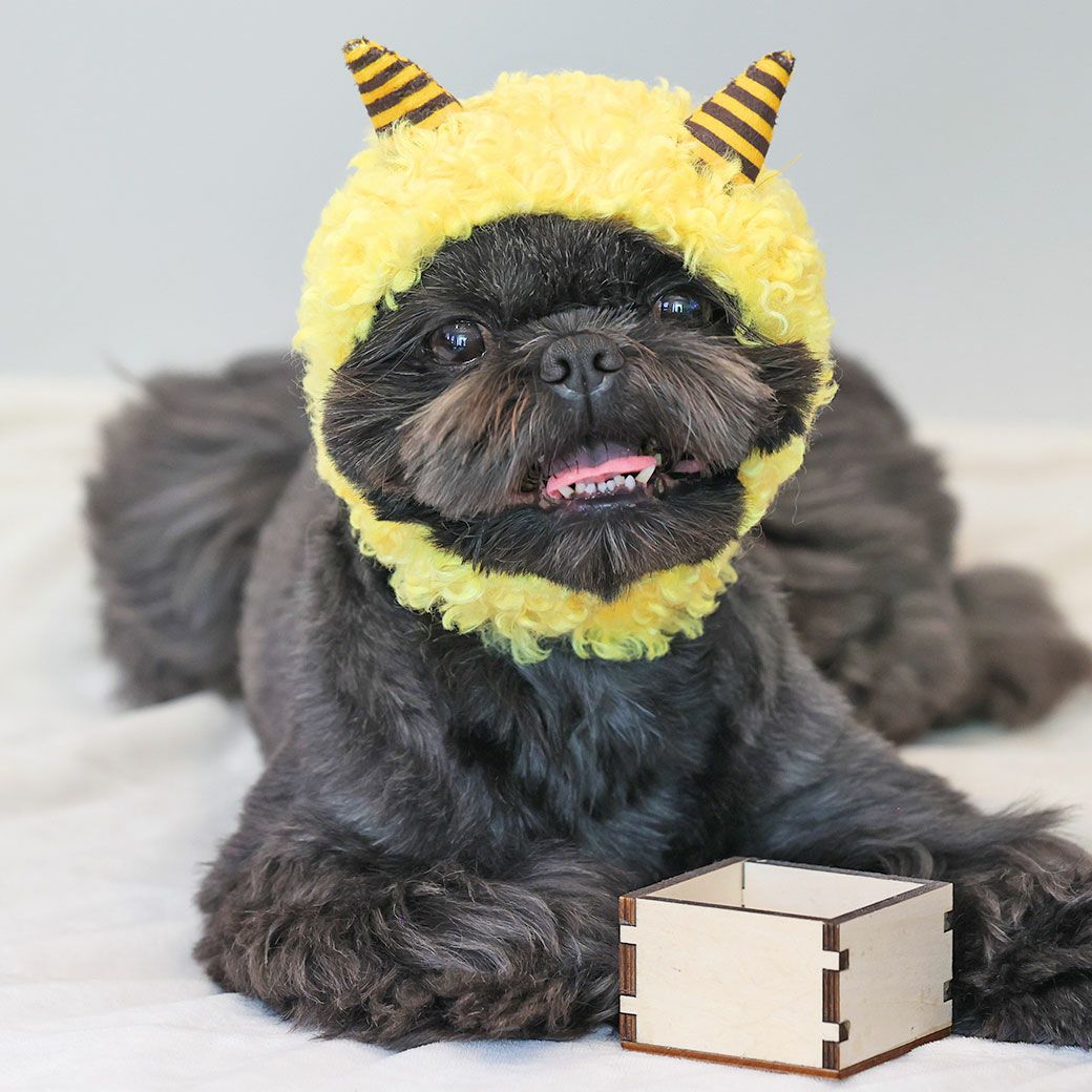 シーズー5.4kg(首26/胴38/丈38cm)のつぶくんはイエローのMを着用