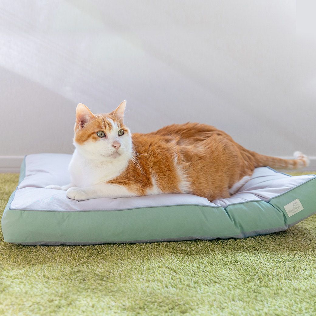 MIX8.6kg(首25/胴54/丈34cm)のゆづるくんはアンティークグリーンを使用