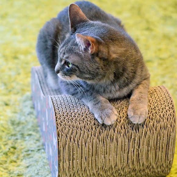 【 猫 爪とぎ 】iCat つめとぎ のはらとネコ