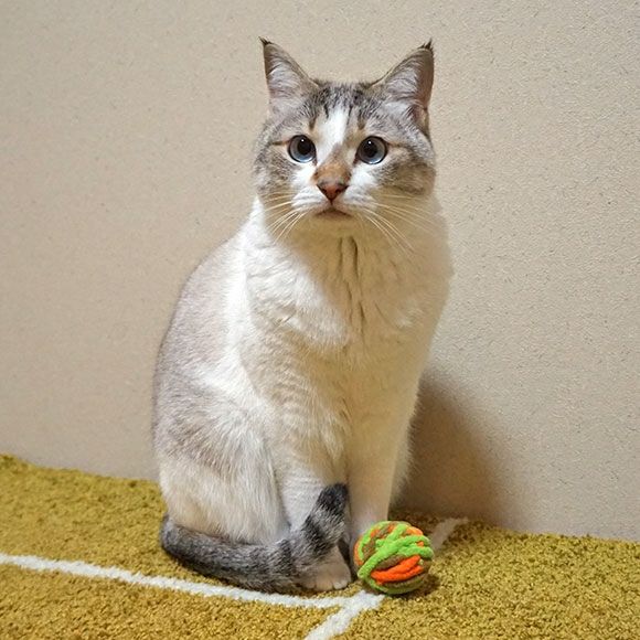 【 猫 おもちゃ 】iCat もこもこモール玉 カラカラ鈴入り アイキャット