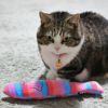 【 犬 猫 おもちゃ 】iToy カラフルさかな キャットニップ入り アイドッグ