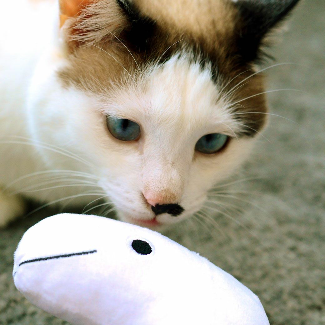 MIX3.5kg(首20/胴29/丈36cm)の風花ちゃんはみずたまをじっと見つめる