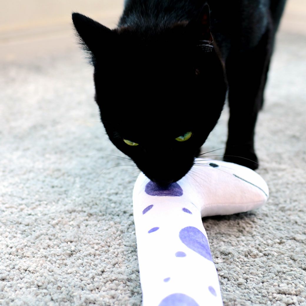 MIX3.0kg(首16.5/胴29/丈43cm)の十花ちゃんはみずたまをおはなでツンツン