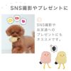 【 犬 猫 おもちゃ 】iDog iToy ひよこ 鳴き笛入り アイドッグ