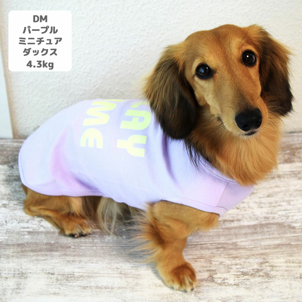 ミニチュアダックス4.3kg(首27/胴40/丈33cm)のALFaくんはパープルのDMを着用