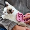 【 犬 猫 ブラシ 】iCat UTTORAJI 夢心地なマッサージブラシ しまネコ