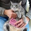 【 犬 猫 ブラシ 】iCat UTTORAJI 夢心地なマッサージブラシ しまネコ