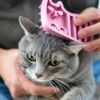 【 犬 猫 ブラシ 】iCat UTTORAJI 夢心地なマッサージブラシ しまネコ