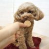 【 犬 おやつ 】GENDAI ソルビッツ 小麦を使っていないビスケット 160g