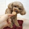 【 犬 おやつ 】GENDAI ソルビッツ 小麦を使っていないビスケット 160g