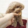 【 犬 おやつ 】GENDAI ソルビッツ 小麦を使っていないビスケット 160g