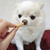 【 犬 おやつ 】GENDAI ソルビッツ 小麦を使っていないビスケット 160g